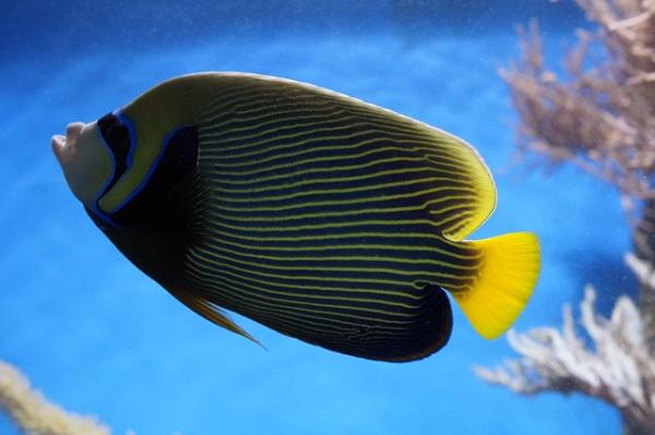 Suolaisen veden kala - keisari Angelfish