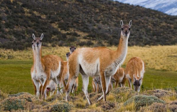 10 uhanalaisinta eläintä Boliviassa - Guanaco 