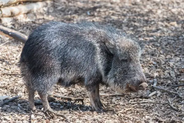 Bolivian 10 uhanalaisinta eläintä - Bolivian chinchilla -rotta 