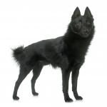 1629026741 158 Schipperke