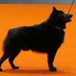 1629026741 210 Schipperke