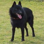 1629026741 230 Schipperke