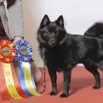 1629026742 427 Schipperke