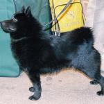 1629026742 47 Schipperke