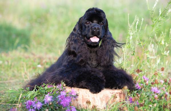 Uros- ja naaraspuolisten cocker -koirien nimet - Cocker -spanielikoirien nimet englanniksi