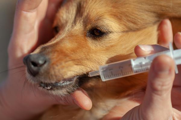 Metoklopramidi koirille - Annostus, käyttötavat ja sivuvaikutukset - Metoklopramidin annos koirille