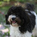 1629057435 259 Havanese bichon