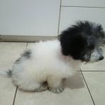 1629057435 387 Havanese bichon