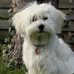 1629057435 446 Havanese bichon