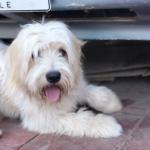 1629057435 507 Havanese bichon