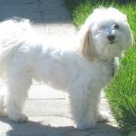 1629057435 542 Havanese bichon