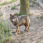 1629065659 561 Iberian susi Canis lupus signatus