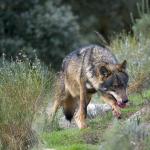 1629065659 788 Iberian susi Canis lupus signatus