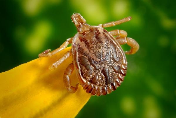 Sairaudet, joita punkki voi levittää - ihmisen Ehrlichiosis