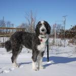 1629076295 365 Aussiedoodle tai aussiepoo