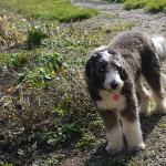 1629076295 676 Aussiedoodle tai aussiepoo