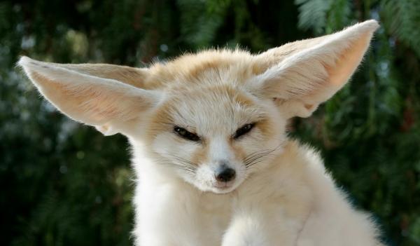 Fennec -kettu lemmikkinä - Kotimainen fennec