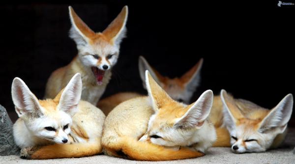 Fennec -kettu lemmikkinä - Nauti fennecistä