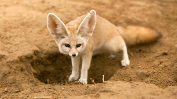 Fennec -kettu lemmikkinä - Fennec -ketun tapoja