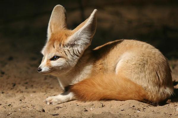 Fennec Fox lemmikkieläimenä - elinympäristön merkitys