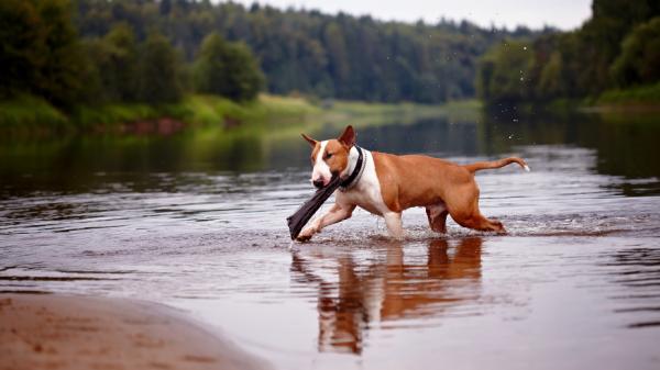 Bullterrieri -koirien nimet - urosten bullterrierikoirien nimet