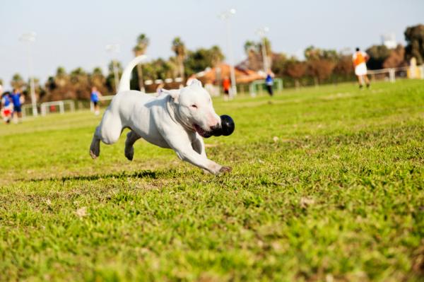 Bullterrieri -koirien nimet - Lemmikkisi nimen merkitys