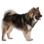 1629089131 336 Eurasier