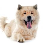 1629089131 937 Eurasier