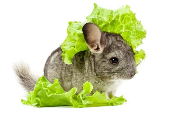 Chinchilla lemmikkinä - Kotimaisten chinchillojen ruokinta