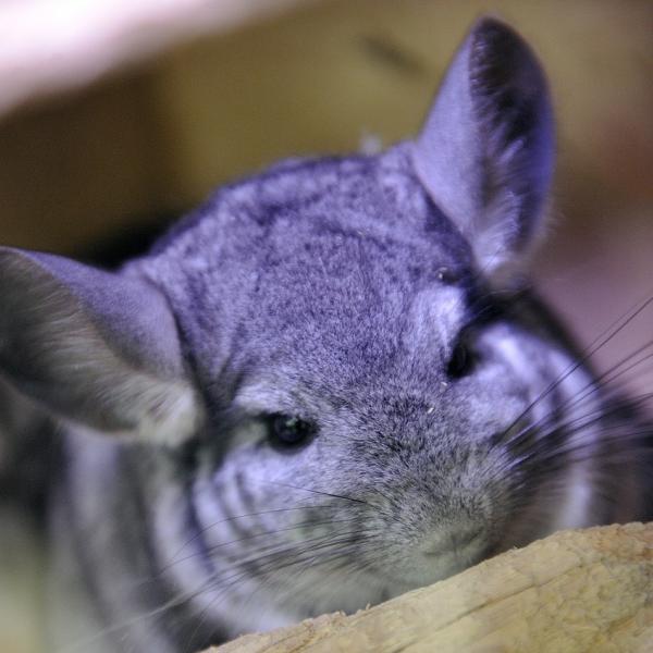 Chinchilla lemmikkinä - Chinchillan hiusrakenne