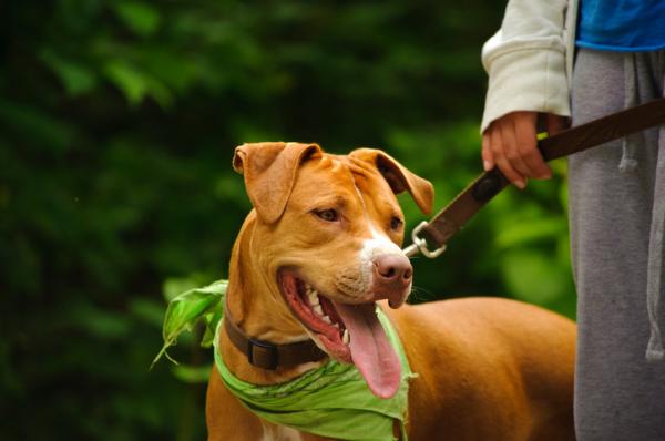 Pitbull -koirarodut - tyypit, nimet ja ominaisuudet - 1. Amerikkalainen pitbullterrieri