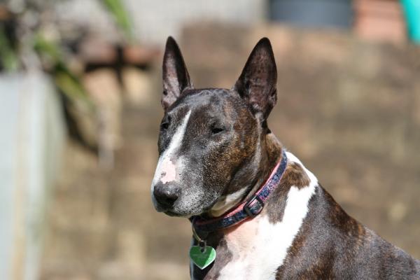 Pitbull -koirarodut - tyypit, nimet ja ominaisuudet - 4. englantilainen bullterrieri