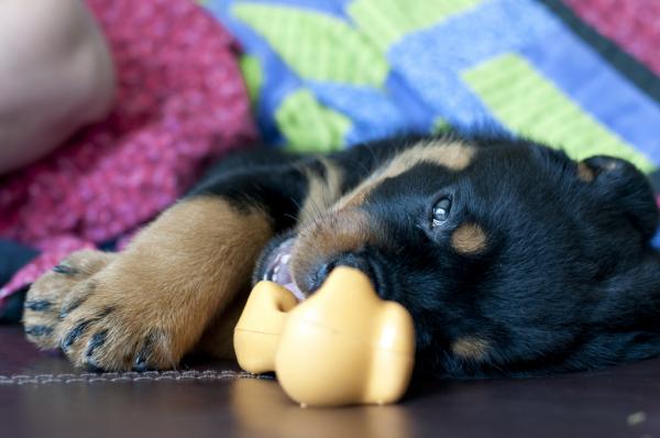 Rottweiler -koulutus - henkinen stimulaatio