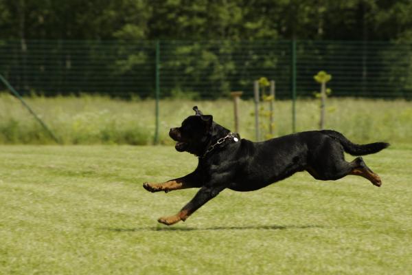 Rottweiler -koulutus - kävely ja liikunta