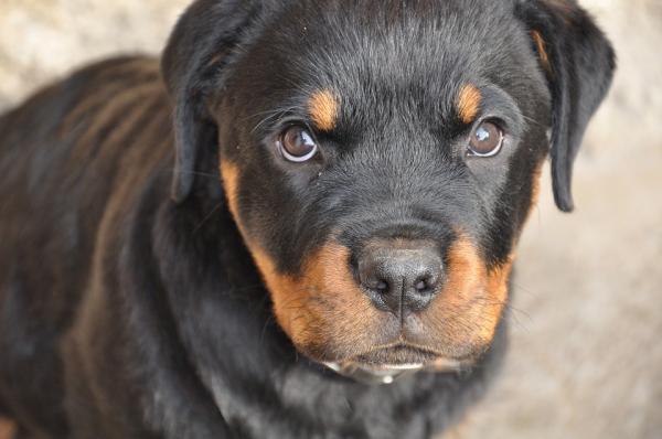 Rottweiler -koulutus - pentu Rottweiler -koulutus