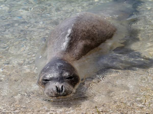 Eläimet, jotka ovat vaarassa kuolla sukupuuttoon Kanariansaarilla - Välimeren munkkihylje (Monachus monachus)