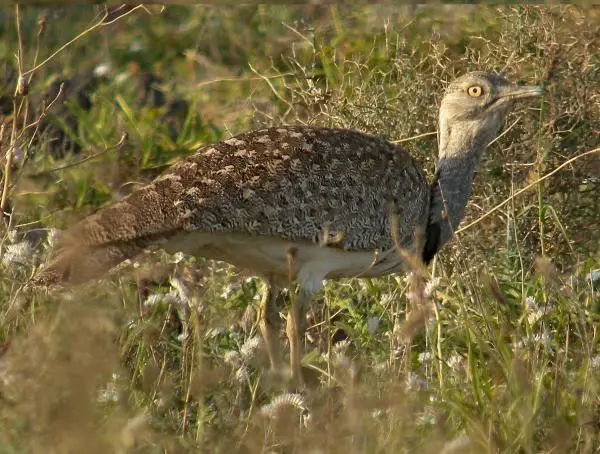 Eläimet, jotka ovat vaarassa kuolla sukupuuttoon Kanariansaarilla - Hubara canaria (Chlamydotis undulata fuertaventurae)