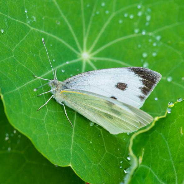 Eläimet, jotka ovat vaarassa kuolla sukupuuttoon Kanariansaarilla - Nasturtiumperhonen (Pieris cheiranthi)