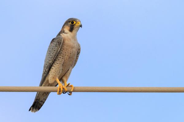 Eläimet, jotka ovat vaarassa kuolla sukupuuttoon Kanariansaarilla - Tagarote -haukka (Falco pelegrinoides)