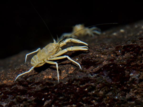 Eläimet, jotka ovat vaarassa kuolla sukupuuttoon Kanariansaarilla - sokerapu Jameos tai jameito (Munidopsis polymorpha)