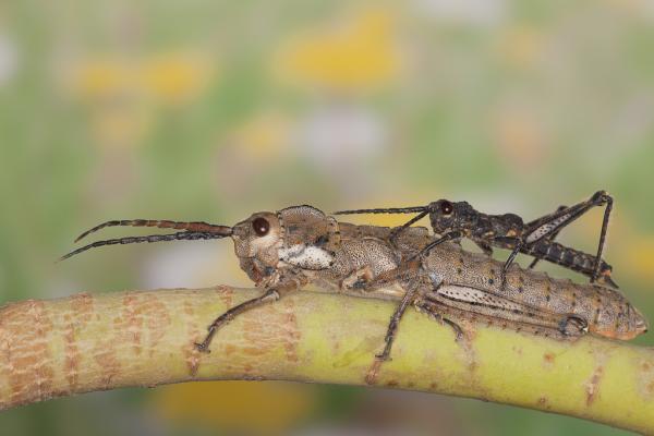 Eläimet, jotka ovat vaarassa kuolla sukupuuttoon Kanariansaarilla - Cigarrón palo palmero (Acrostira euphorbiae)