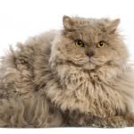 1629104932 462 Selkirk rex kissa