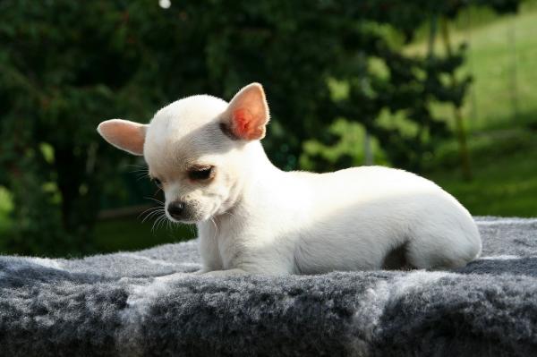 Chihuahuan tyypit - Chihuahuan ominaisuudet