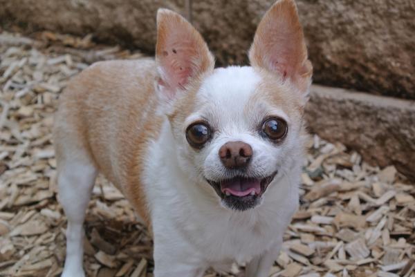 1629107089 632 Chihuahuan tyypit