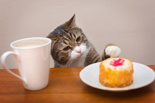 Cat Meatloaf - Yllätä kissasi tämän kotitekoisen lihapullon kanssa hänen syntymäpäivänään!