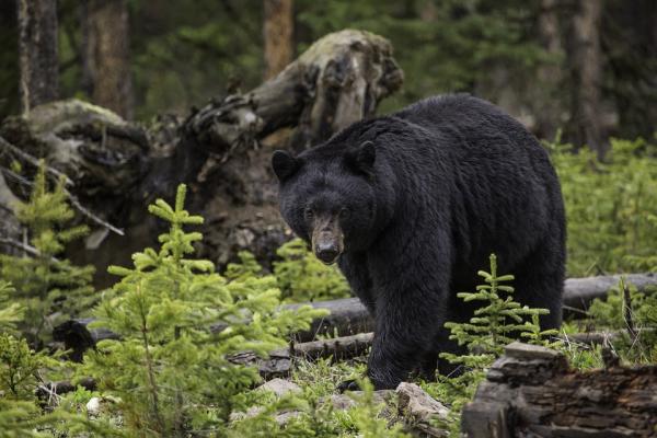 Kuinka selviytyä karhun hyökkäyksestä?  - Kuinka kohdata karhun hyökkäys askel askeleelta