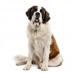 1629121824 191 Saint Bernard