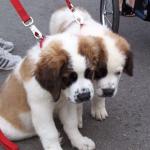 1629121825 125 Saint Bernard