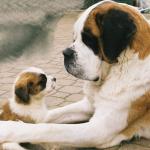 1629121825 163 Saint Bernard