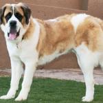 1629121825 444 Saint Bernard